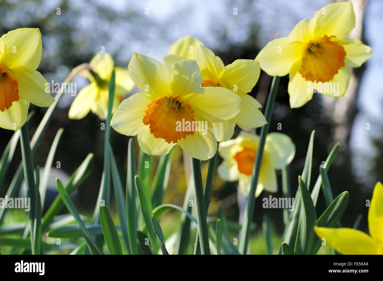 Narzisse der Sorte Orangerie - nennt man der Narzissen Blume Orangerie Stockfoto