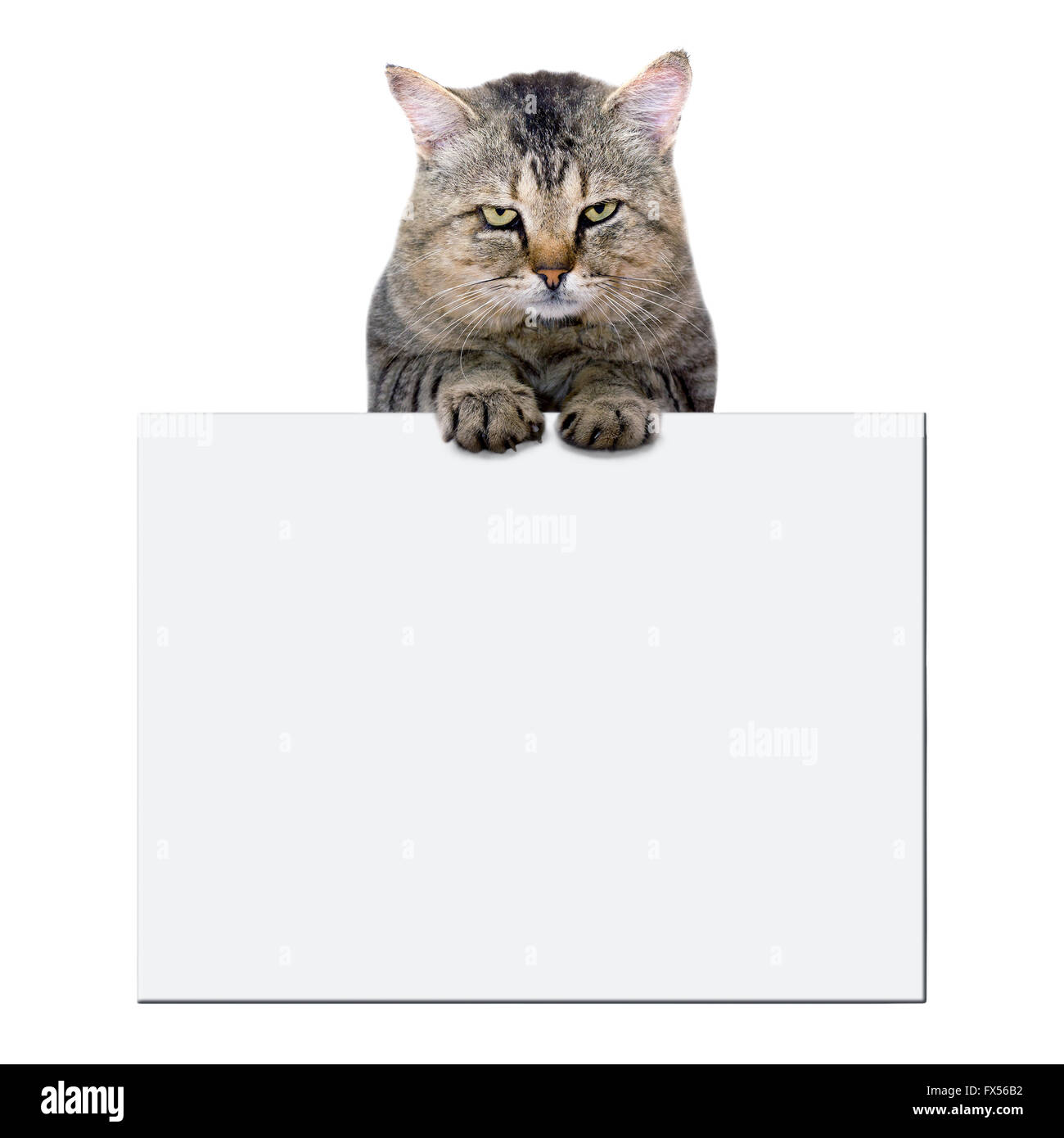 Katze beruht auf einem leeren Banner auf weißem Hintergrund Stockfoto