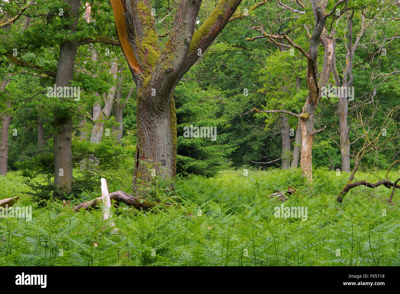 Urwaldrelikt Sababurg in Deutschland - alten Wald der Sababurg in Deutschland Stockfoto