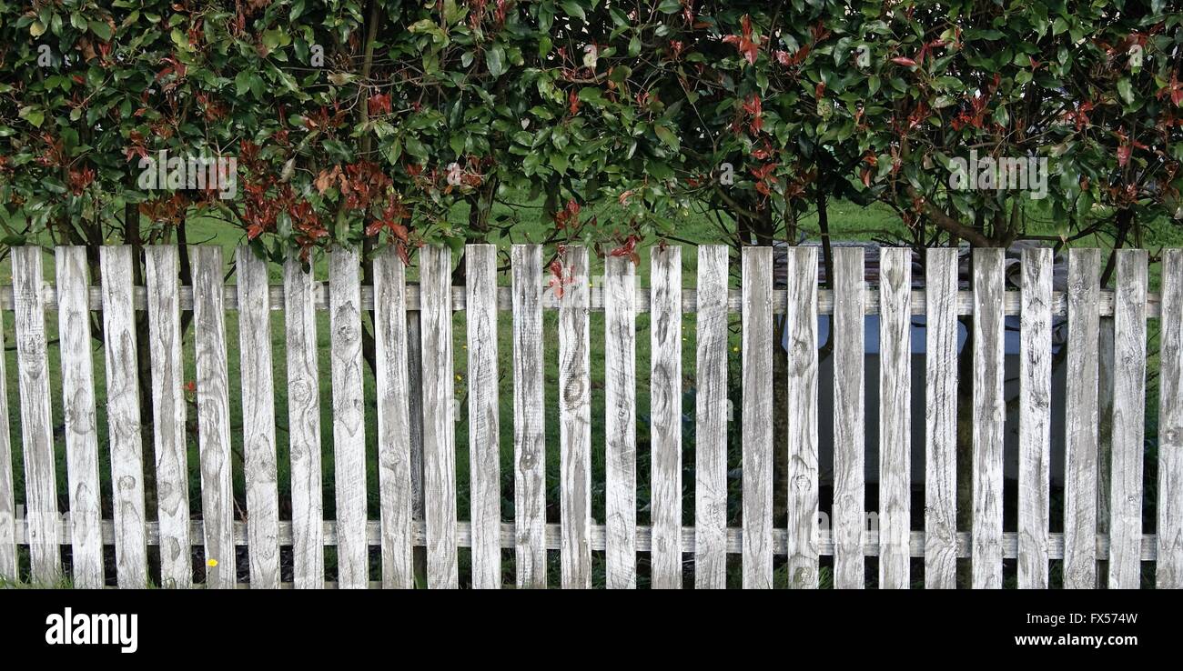 Gartenzaun mit Hecke Stockfoto