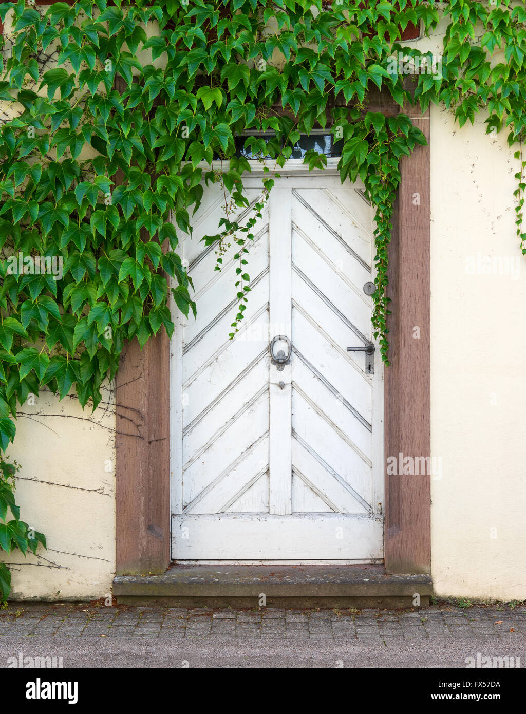 Alte weiße Tür mit wildem Wein Stockfoto