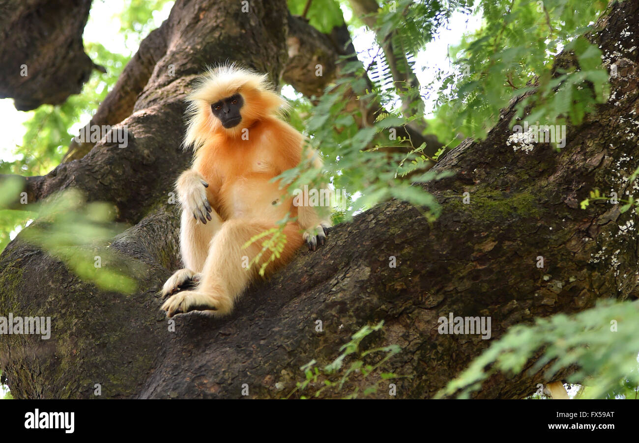 Gee ist golden Languren (goldene Affe) ein Affen der alten Welt in Assam,India.It gefunden