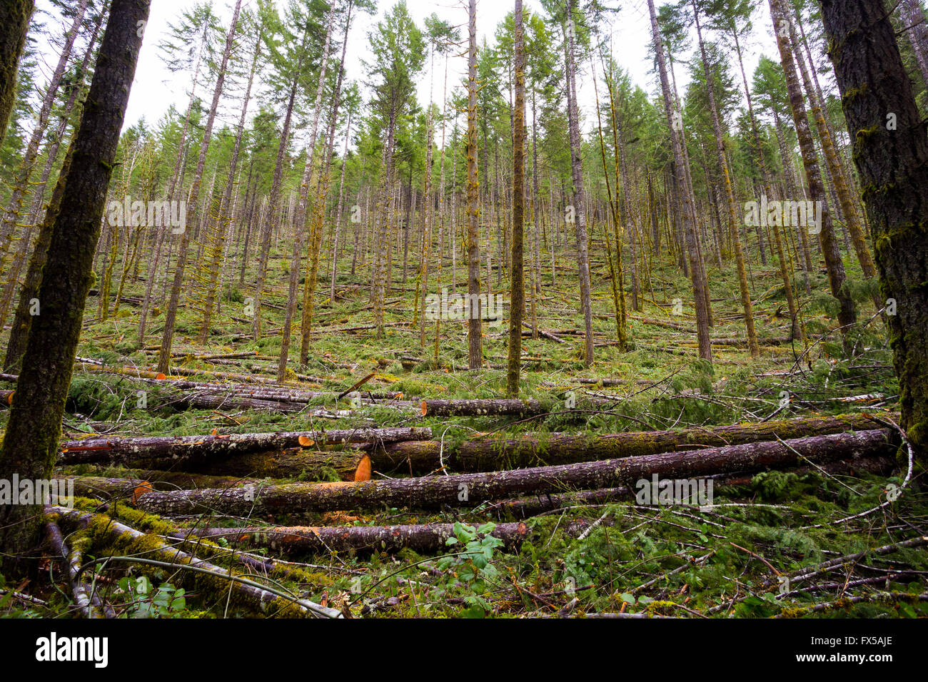 Ausdünnung im als National Forest Tree zeigt die holzverarbeitende Industrie in Oregon. Stockfoto