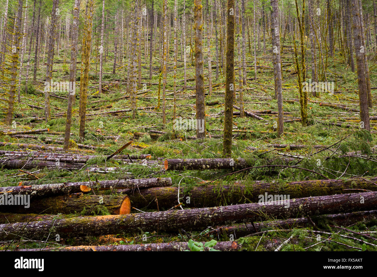 Ausdünnung im als National Forest Tree zeigt die holzverarbeitende Industrie in Oregon. Stockfoto