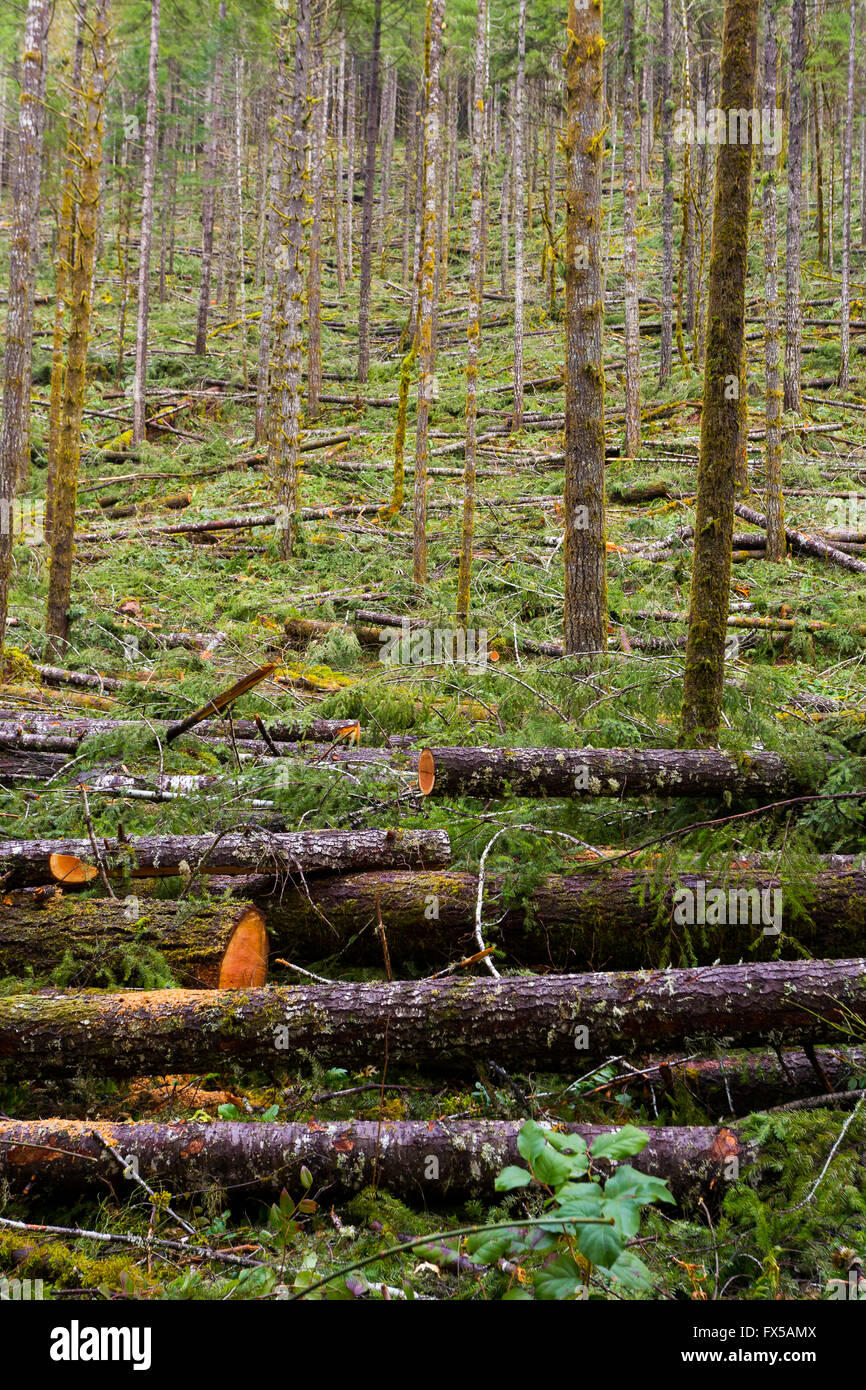 Ausdünnung im als National Forest Tree zeigt die holzverarbeitende Industrie in Oregon. Stockfoto