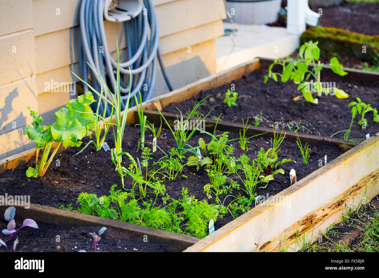 Bio-Garten Betten mit schöner Boden in diesem natürlichen Gartenarbeit Farbbild. Stockfoto