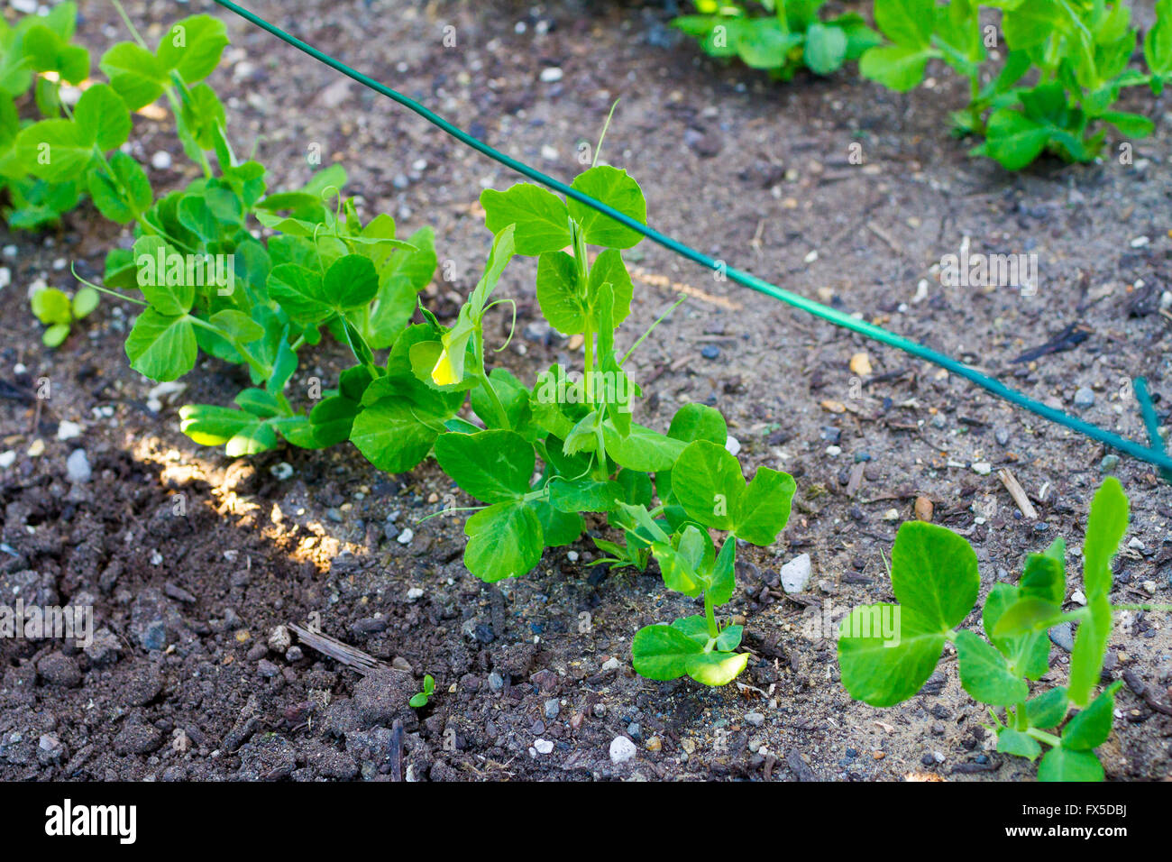 Pflanze wächst im fruchtbaren Boden in einem Garten im Frühjahr. Stockfoto