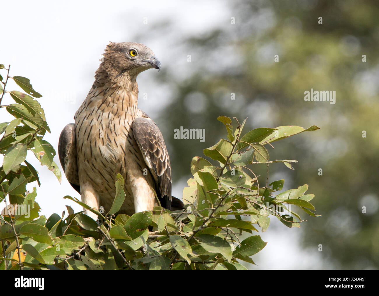 Oriental-Honig-Buzzard(Pernis ptilorhynchus) auf der Suche nach Beute Stockfoto