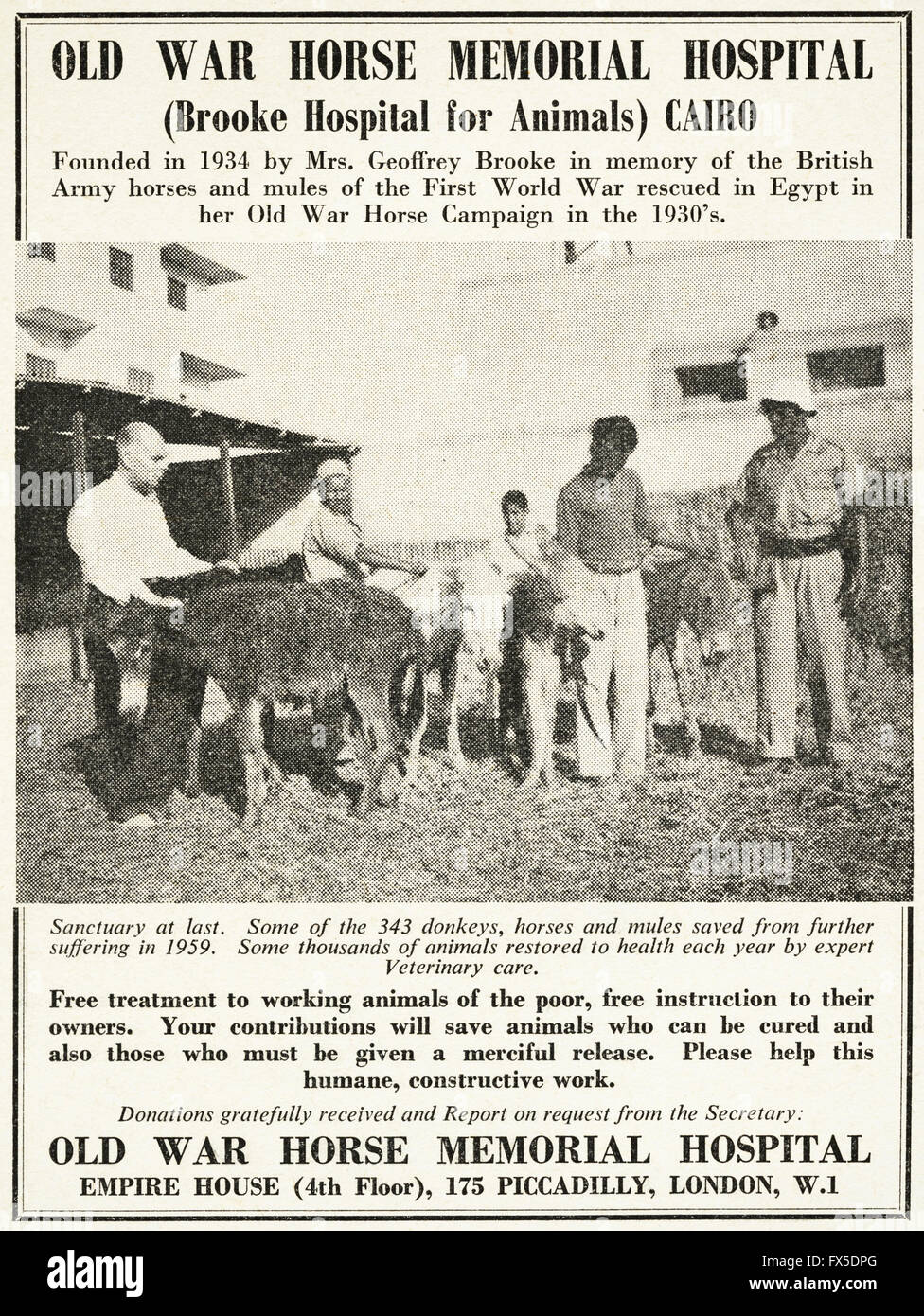 Original Vintage Anzeige aus der 1960er Jahre. Anzeige vom 1960 Werbung alt War Horse Memorial Hospital charity Stockfoto