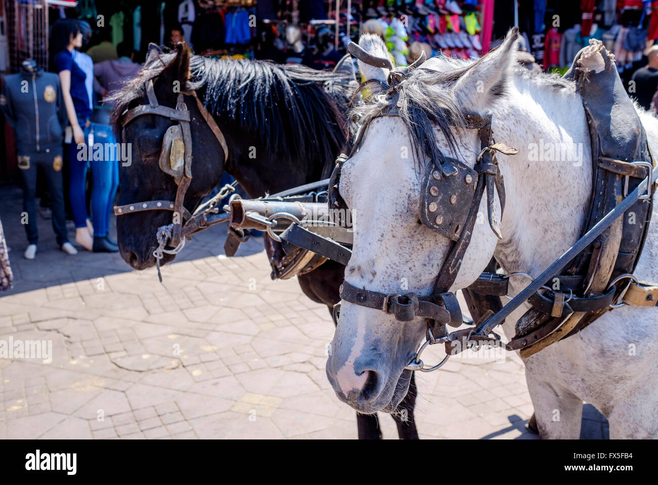 Pferde, Kutschen mit Touristen ziehen auf Sightseeing Ausflüge in Marrakesch, Marokko, Nordafrika Stockfoto