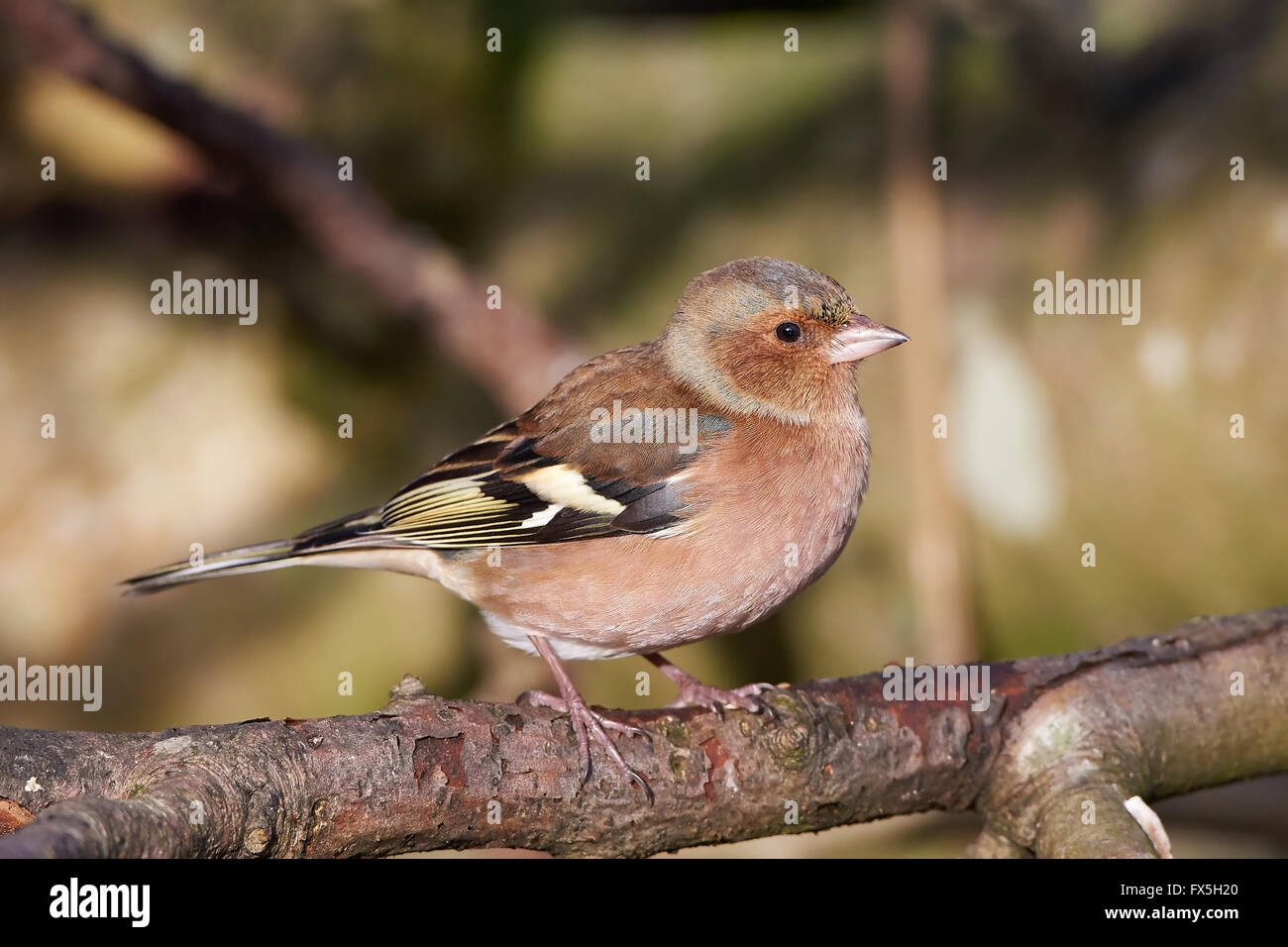 Gemeinsamen Buchfink ruht auf einem Ast in ihrem natürlichen Lebensraum Stockfoto