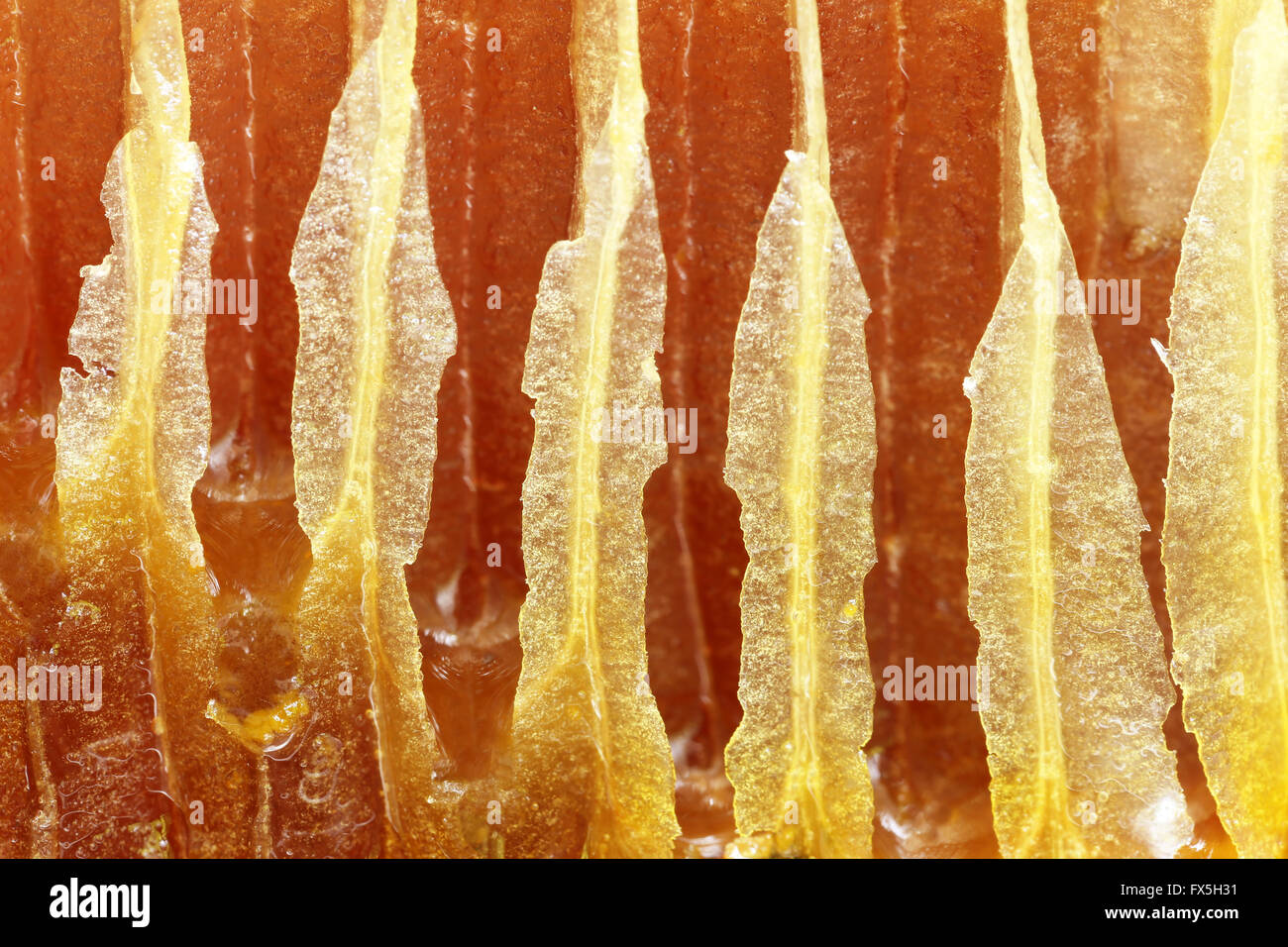 Nahaufnahme von einem hony Kamm als Hintergrund Stockfoto