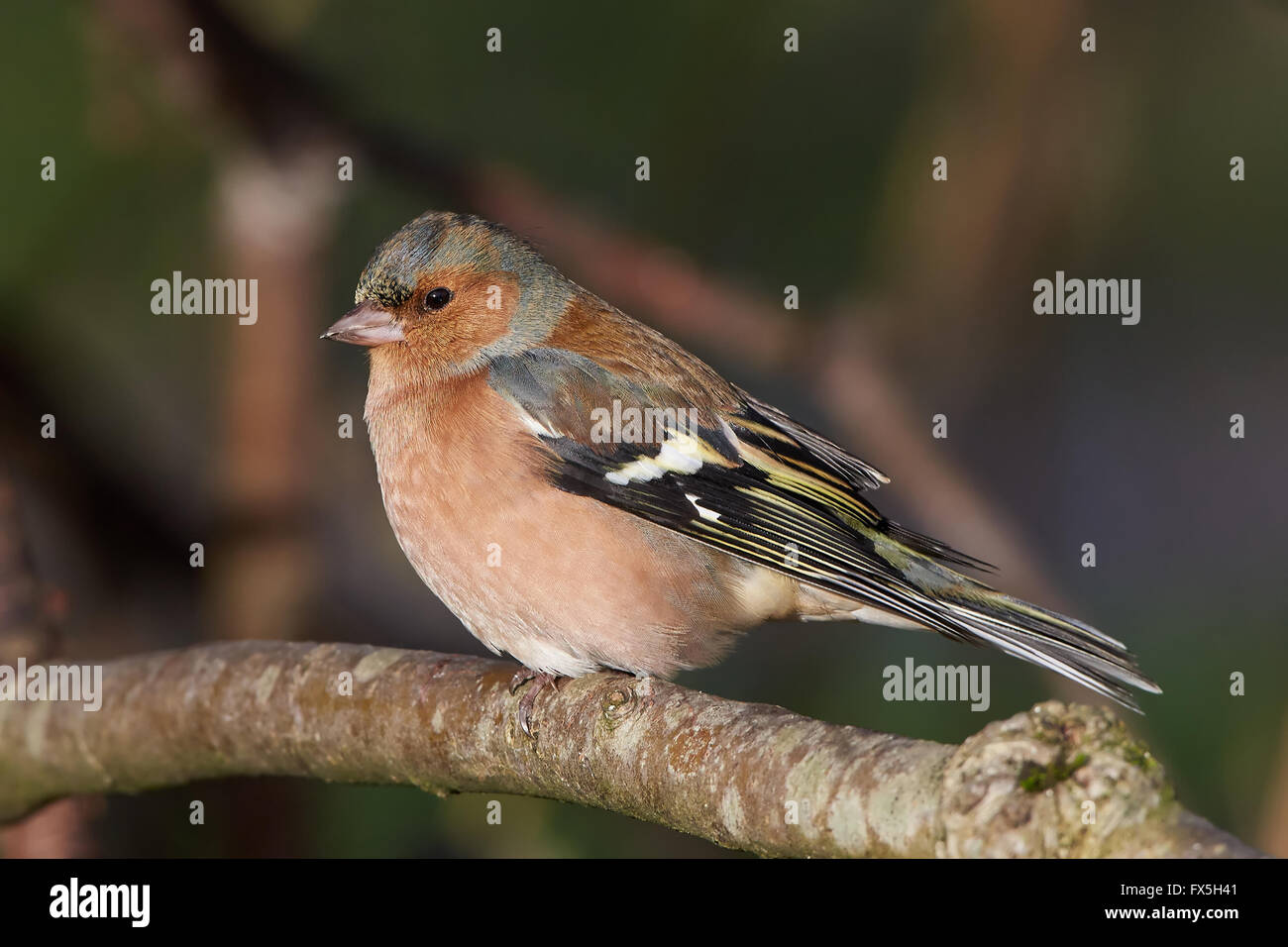 Gemeinsamen Buchfink auf einem Ast in ihr Lebensraum Stockfoto