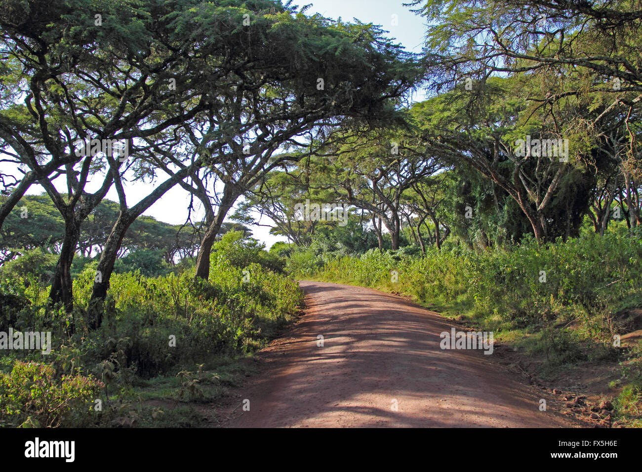 Straße entlang des Randes in den Wald der Ngorongoro Conservation Area, Tansania Stockfoto