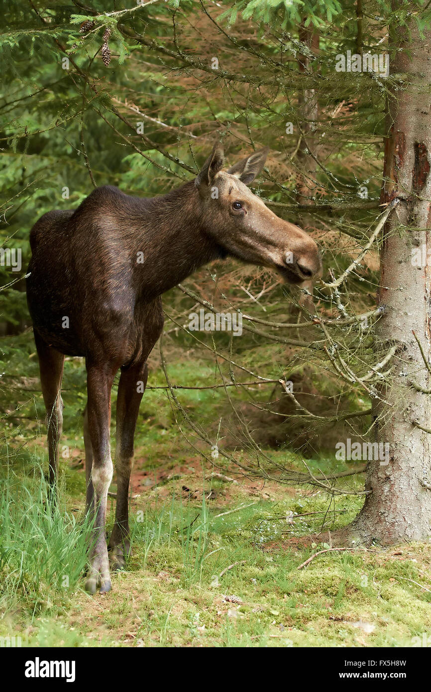 Braun eurasischen Elch stehend in seinem natürlichen Lebensraum Stockfoto