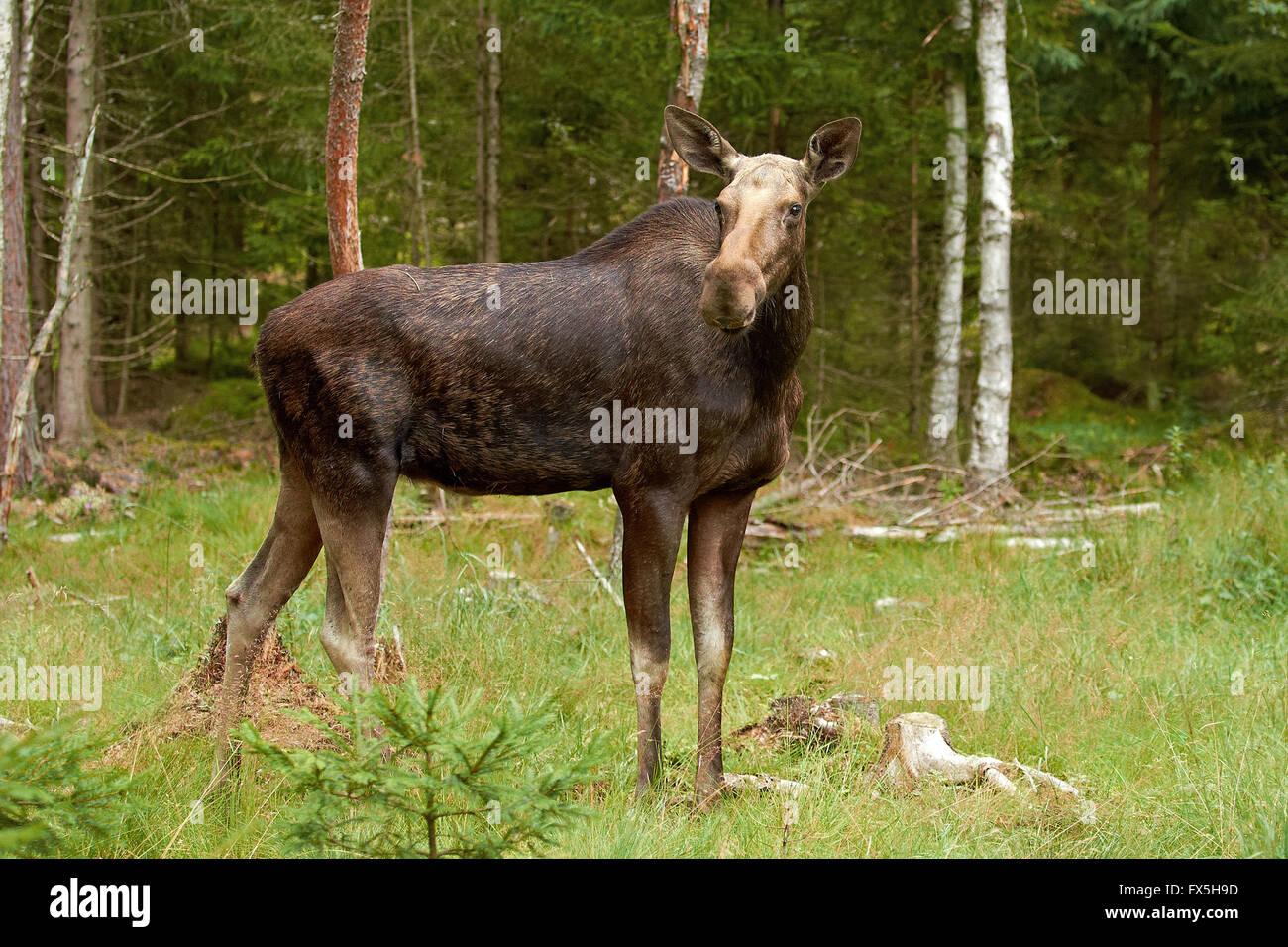 Eurasischen Elch in seinem natürlichen Lebensraum Wald Stockfoto