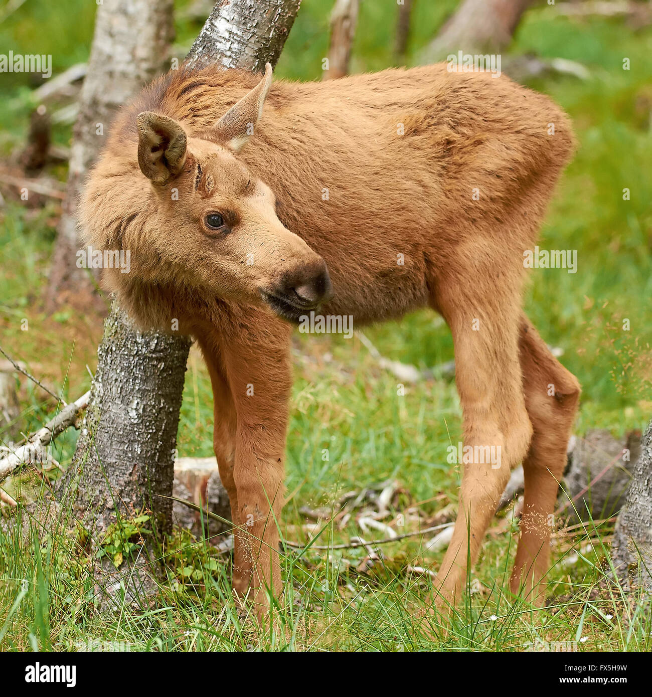 Juvenile eurasischen Elch ruht in seinem natürlichen Lebensraum Stockfoto