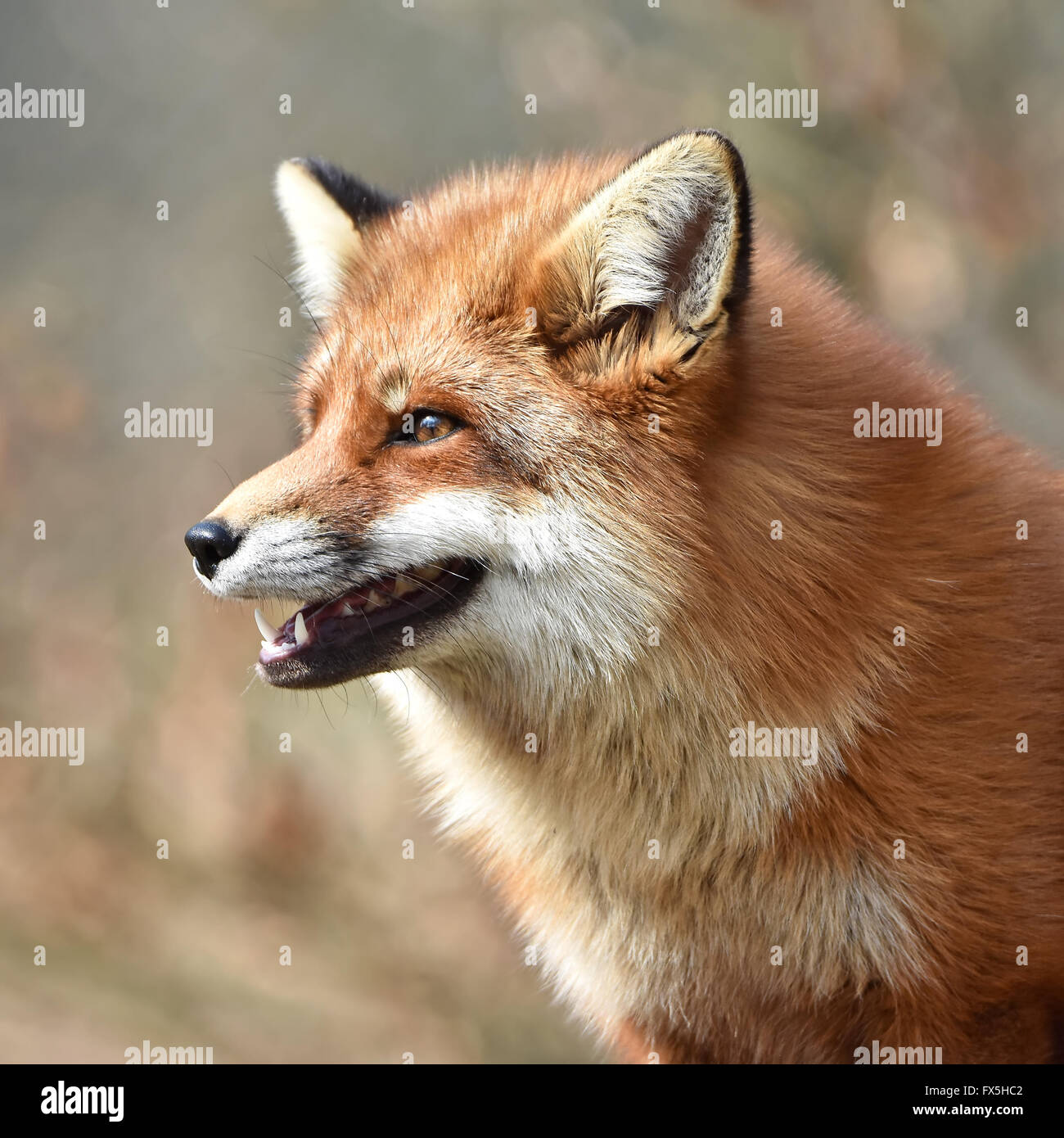 Closeup Portrait von Red Fox von der Seite gesehen Stockfoto