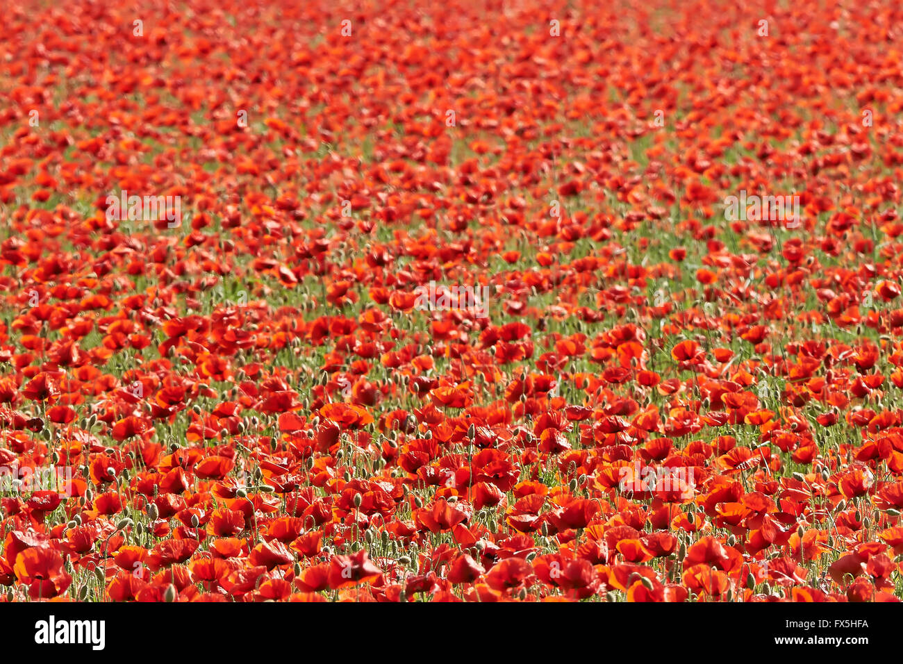 Schönen Feld Mais Rosen im skandinavischen Sommer Stockfoto