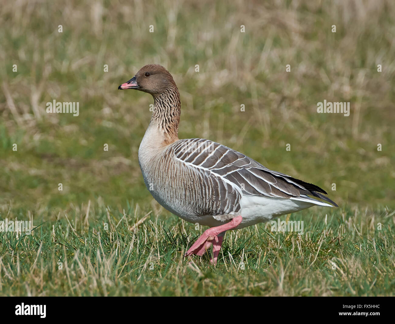 Pink-footed Goose zu Fuß auf den Boden in ihrem Lebensraum Stockfoto