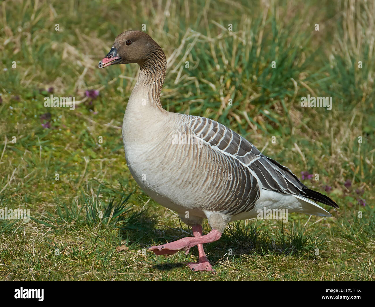 Pink-footed Goose zu Fuß auf den Boden in ihrem Lebensraum Stockfoto
