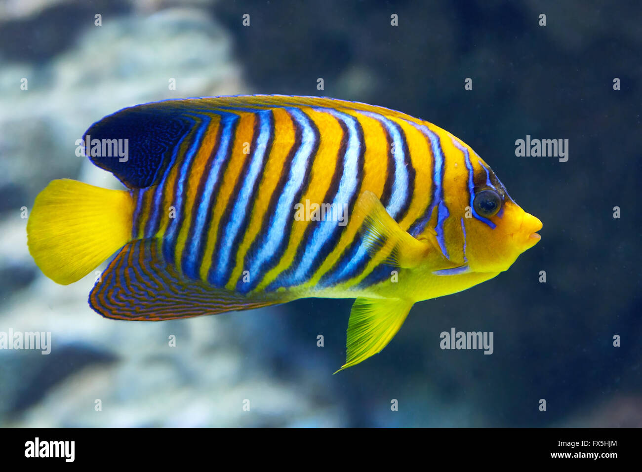 Regal Angelfish gesehen von der Seite in ihrem Lebensraum Stockfoto