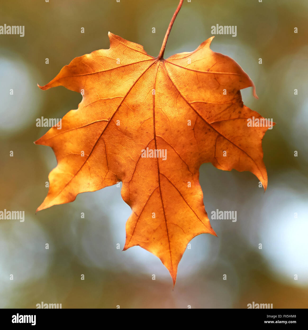 Nahaufnahme von einem schönen rot braun Herbst Blatt Stockfoto