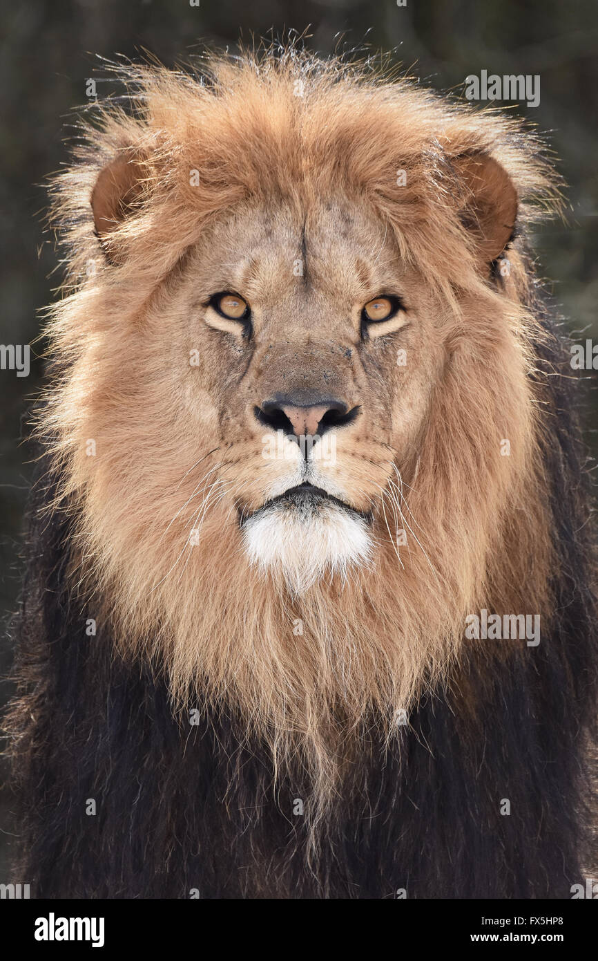 Closeup Portrait des schönen männlichen Löwen von vorne