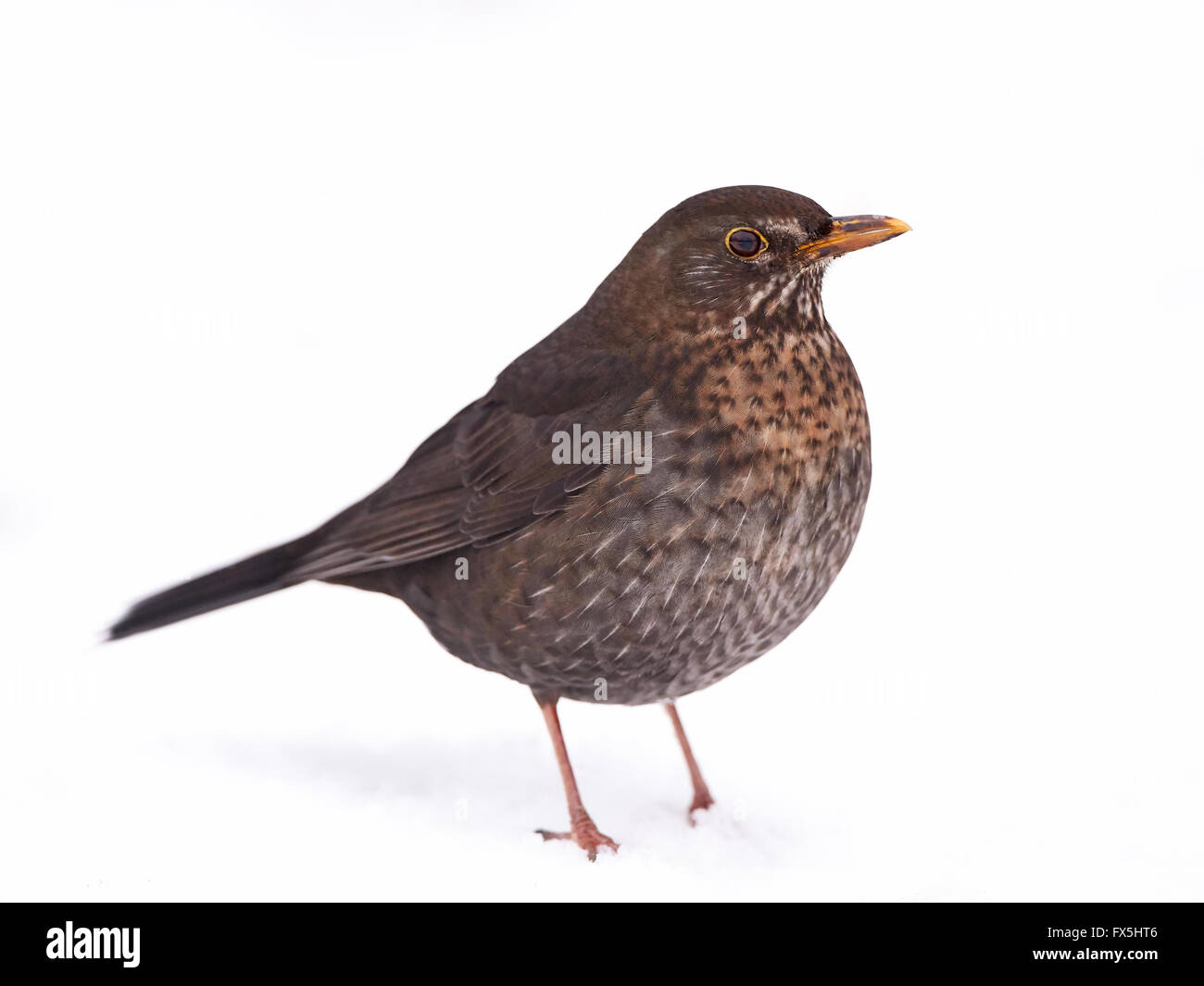 Weibliche Amsel auf dem Boden im Schnee Stockfoto