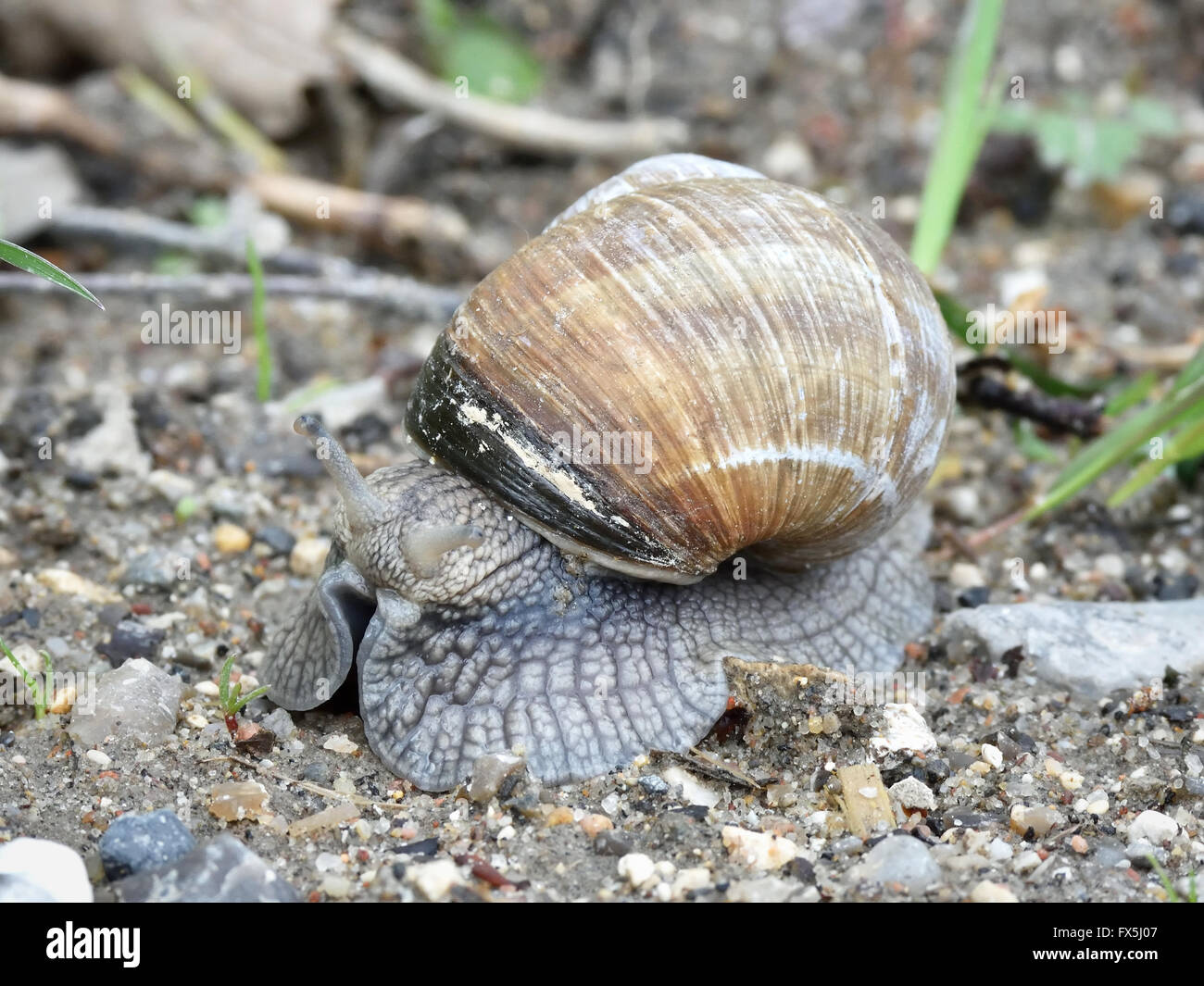 Nahaufnahme der Burgunder Schnecke von der Seite gesehen Stockfoto