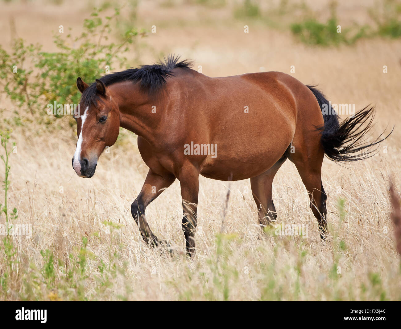 Braune Pferd, zu Fuß in die Felder in der Sonne Stockfoto