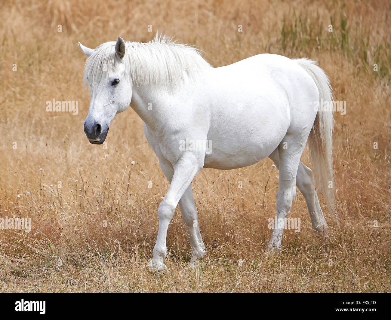 Weißes Pferd, zu Fuß in die Felder in der Sonne Stockfoto