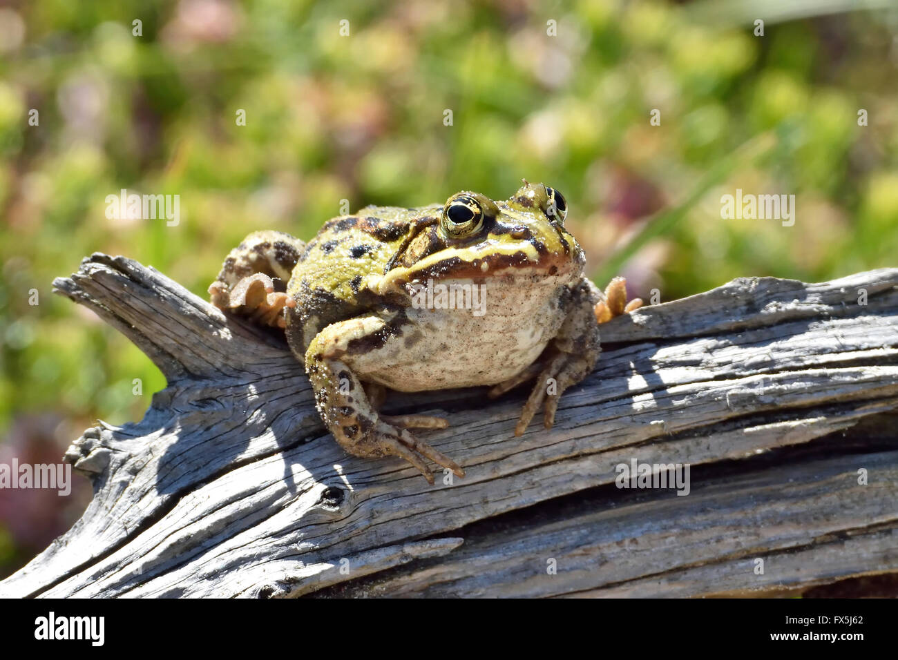 Essbare Frosch ruht auf einem Ast in ihrem natürlichen Lebensraum Stockfoto