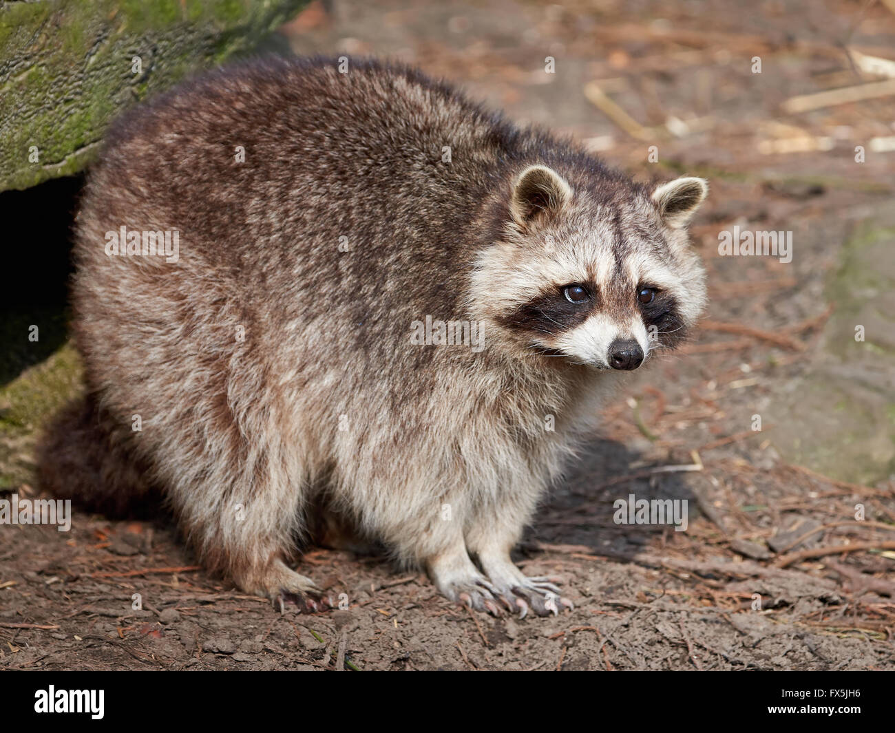 Waschbär gesehen von der Seite stehen in seinem Lebensraum Stockfoto