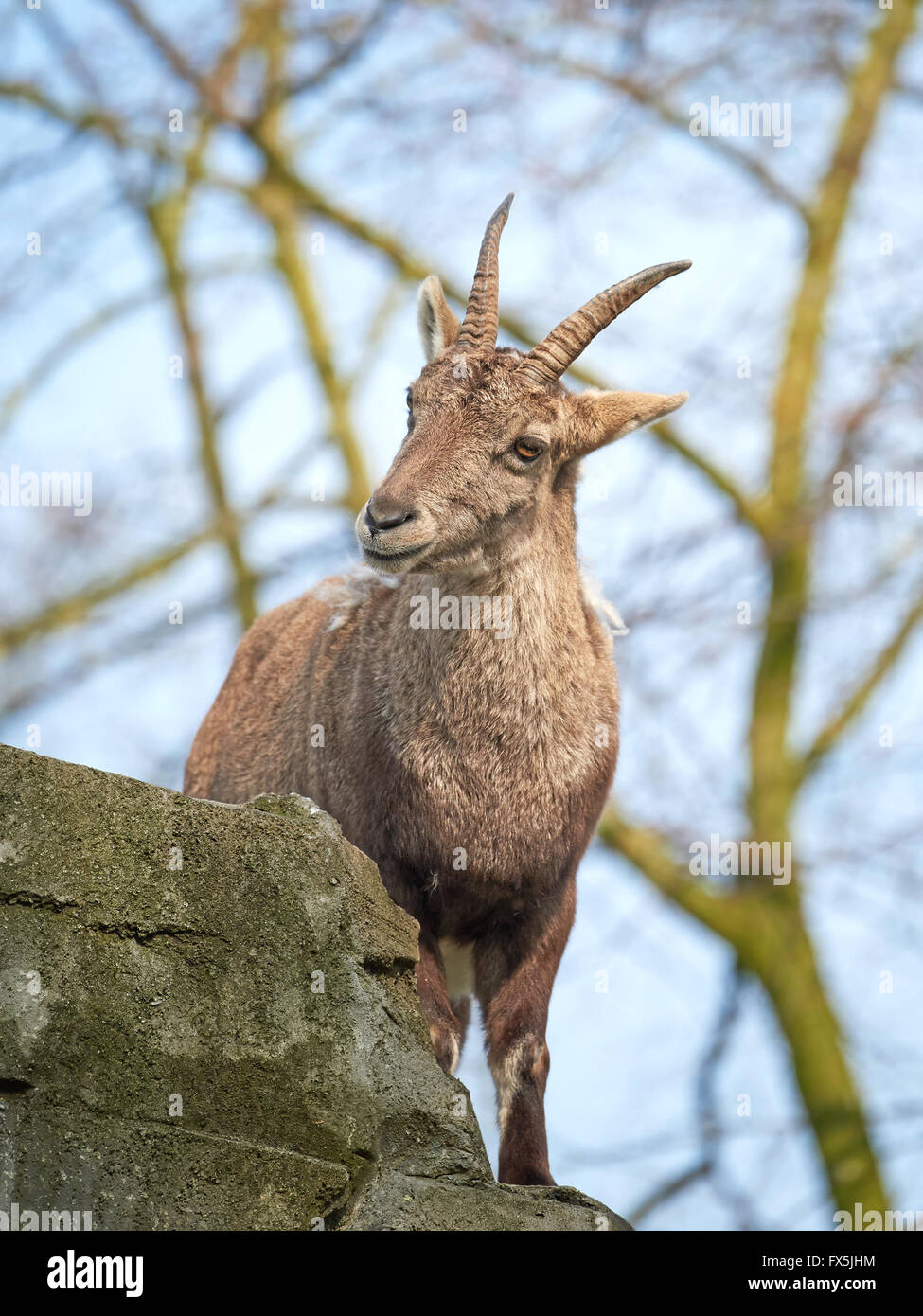 Steinbock stehend auf Klippen in seinem Lebensraum im Sonnenschein Stockfoto