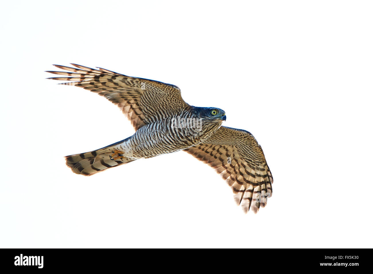 Eurasian Sparrowhawk im Flug isoliert auf weiss Stockfoto