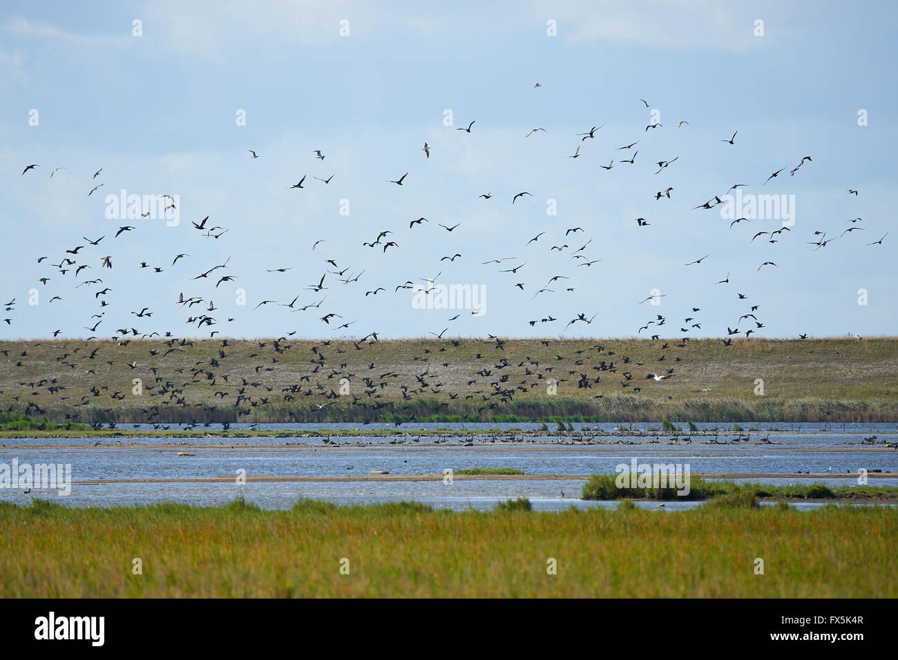 Wasserlandschaft mit fliegenden Vögel und blauem Himmel im Hintergrund Stockfoto