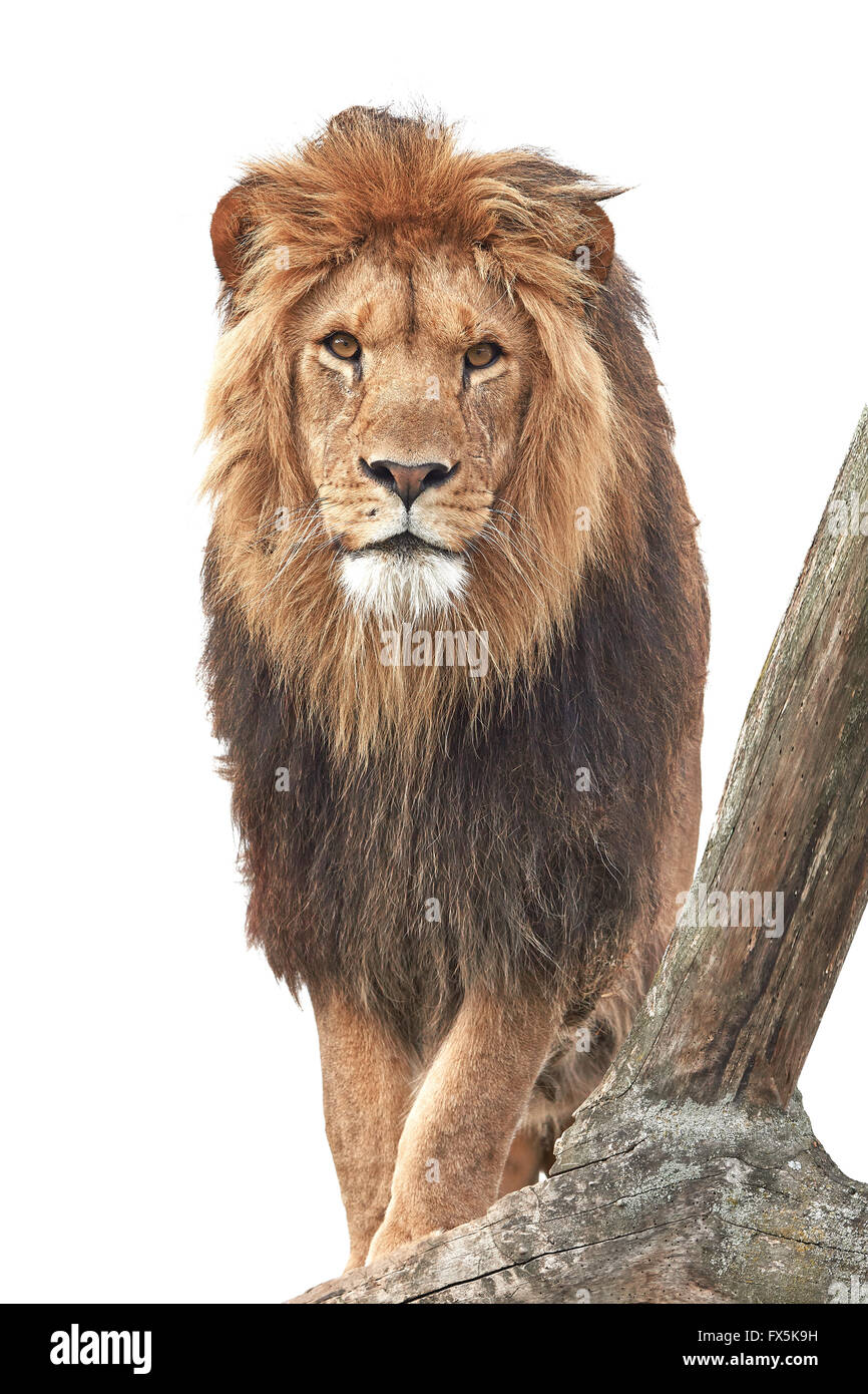 Löwe stehend auf einem alten Baumstamm isoliert auf weiss Stockfoto