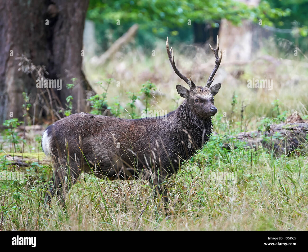 Sika Hirsch versteckt das hohe Gras in ihrem natürlichen Lebensraum Stockfoto