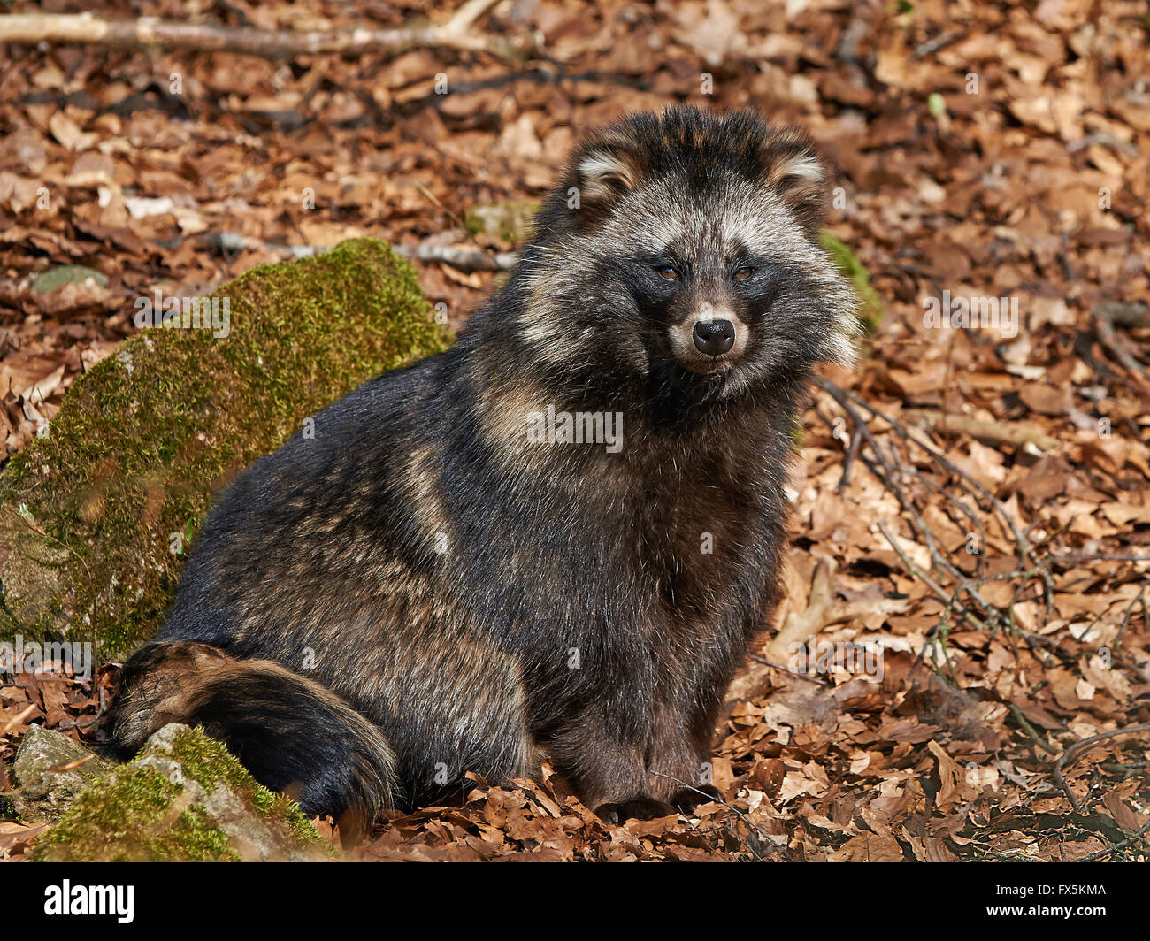 Marderhund in der Sonne ruhen in seinem Lebensraum Stockfoto