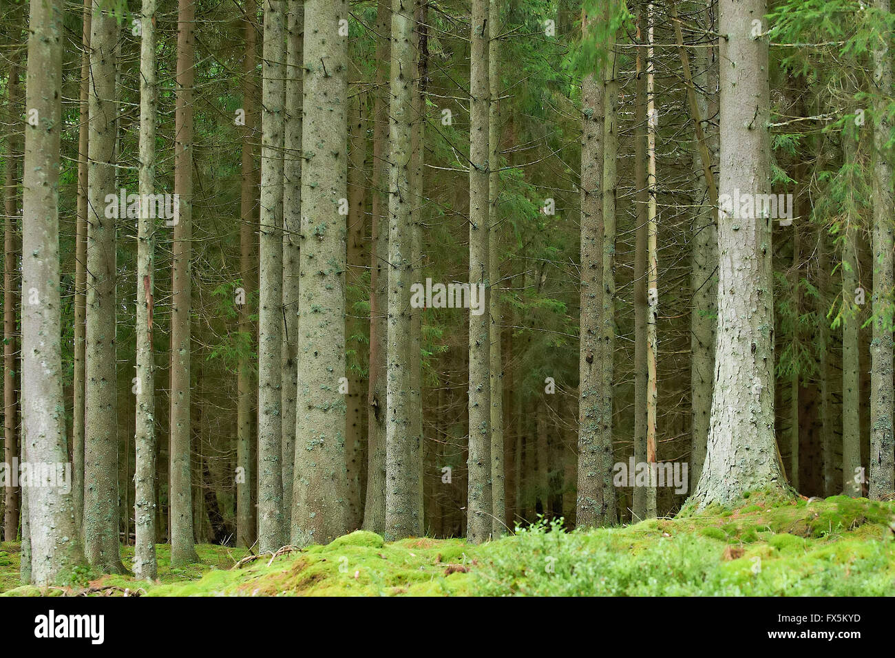 Alte schwedische Kiefer Forrest im Sommer Stockfoto