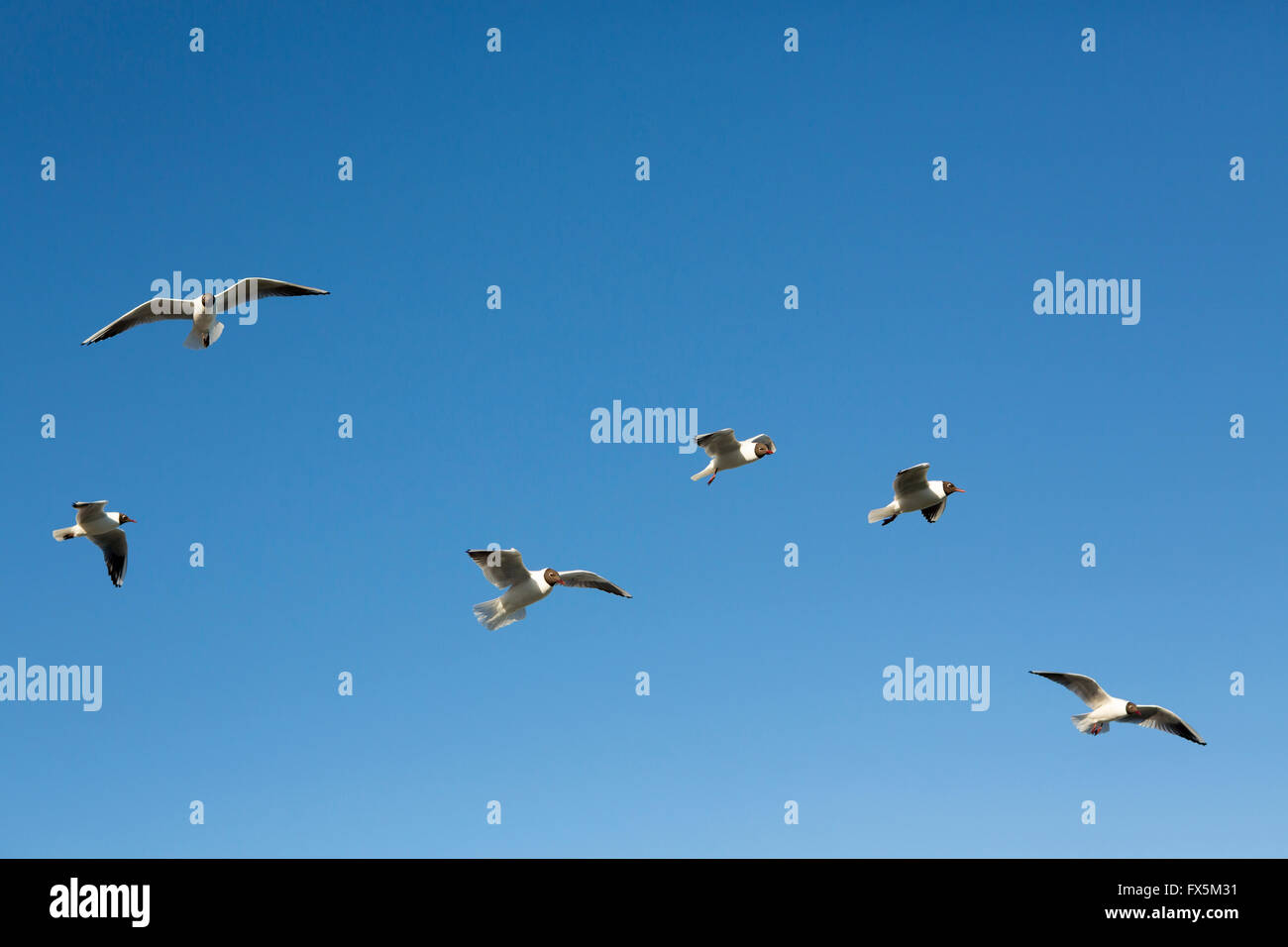 Herde von gemeinsamen europäischen schwarz geleitet Möwen fliegen in einem klaren blauen Himmel. Die meisten der Gruppe bewegen links nach rechts. Stockfoto