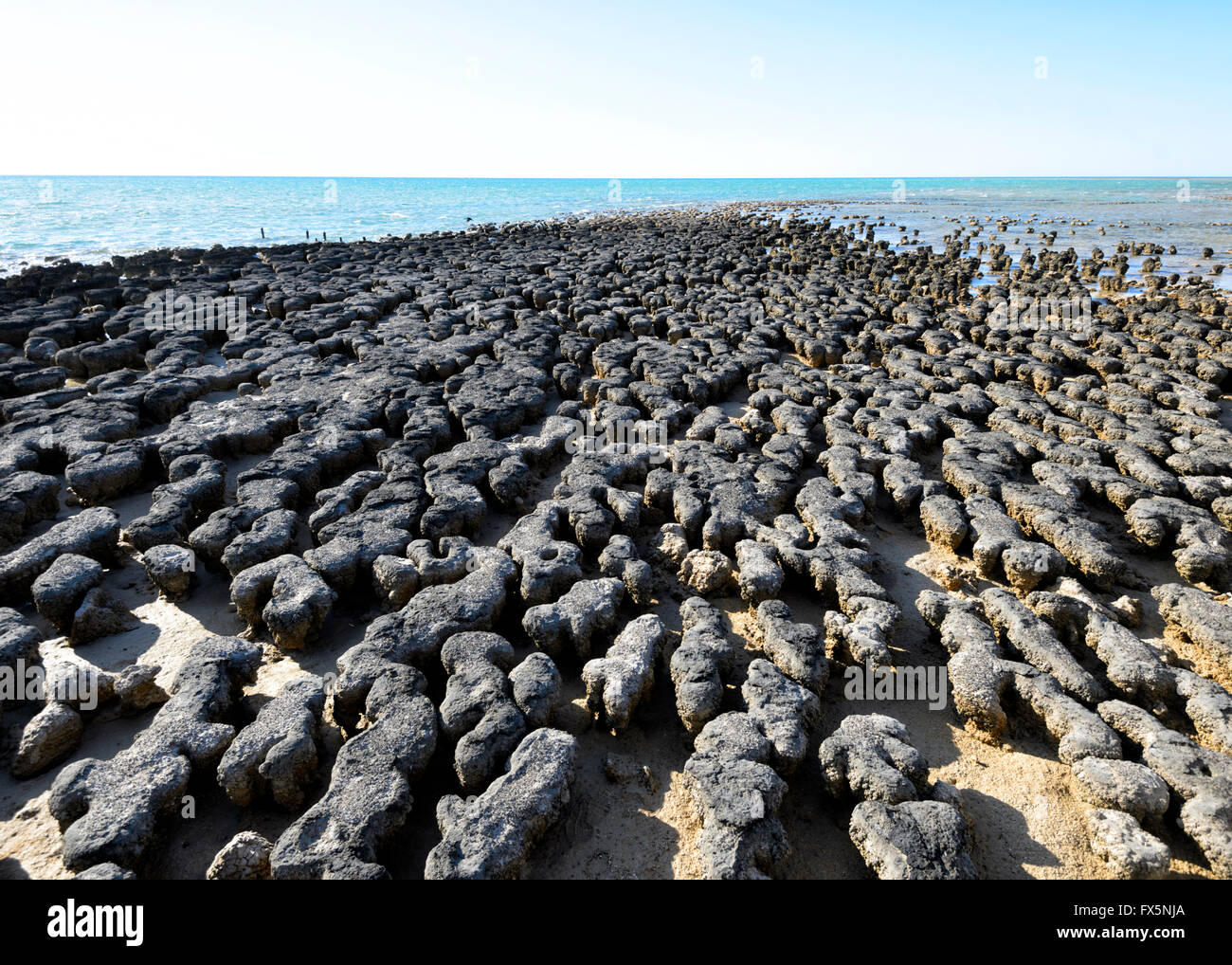 Die Stromatolithen, ältesten Fossilien auf der Erde, Hamelin Pool, Shark Bay, Westaustralien, WA, Australien, World Heritage Area bekannt Stockfoto