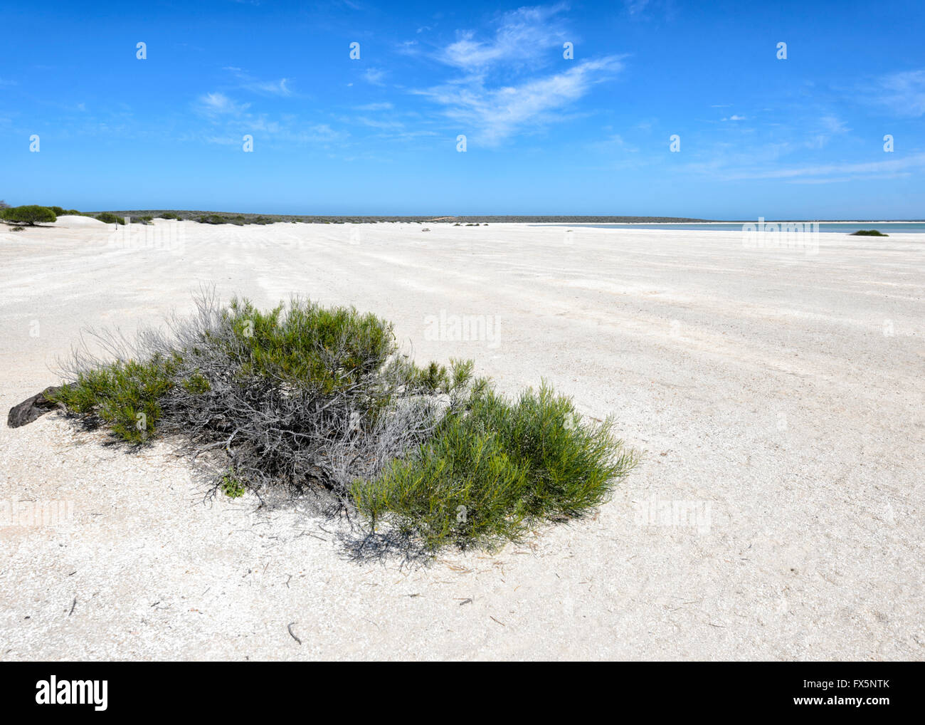 Shell Beach, Shark Bay, Westaustralien, WA, hat Herzmuschel Schalen (Coquina) erreichte eine Tiefe von 7 bis 10 Meter. Stockfoto