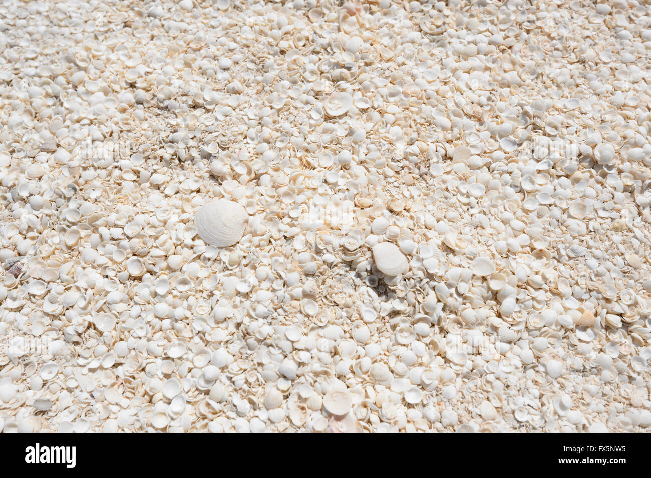 Shell Beach, Shark Bay, Westaustralien, WA, hat Herzmuschel Schalen (Coquina) erreichte eine Tiefe von 7 bis 10 Meter. Stockfoto
