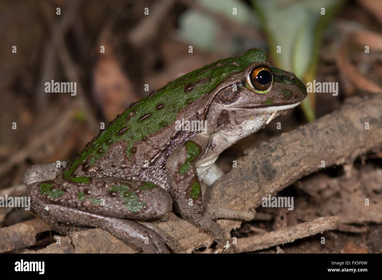 Motorrad-Frosch (Litoria Moorei), Western Australia, Australien Stockfoto