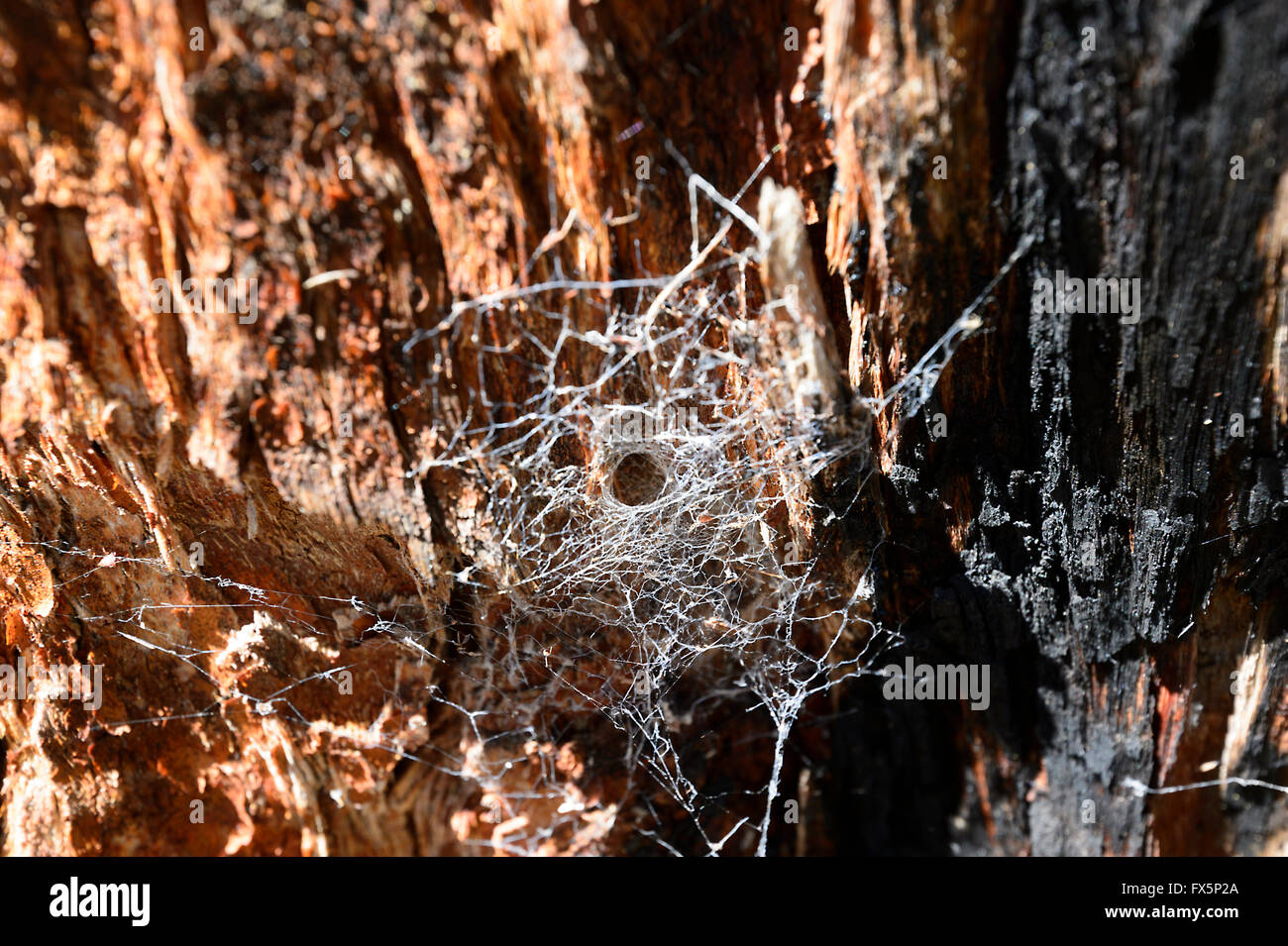 Spiderweb, Eingang, Tasmanien, Australien Stockfoto