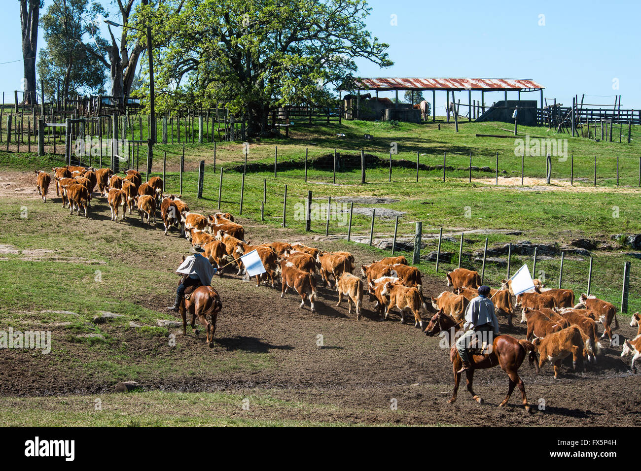 Gauchos auf dem Campo, Maldonado, Uruguay Stockfoto
