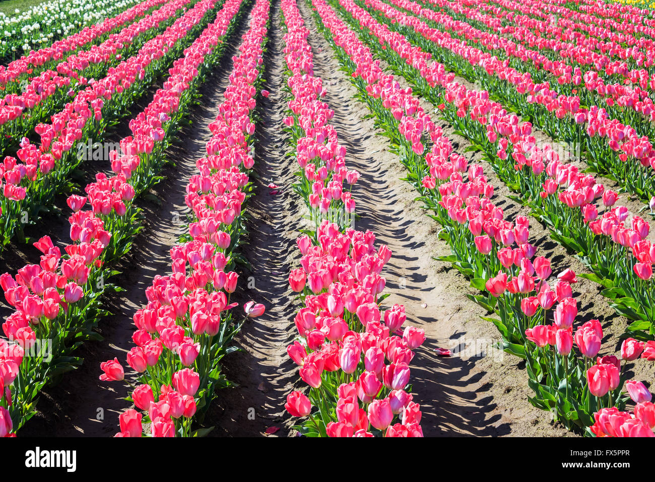 Reihen von rosa Tulpen in Woodburn, Oregon Stockfoto