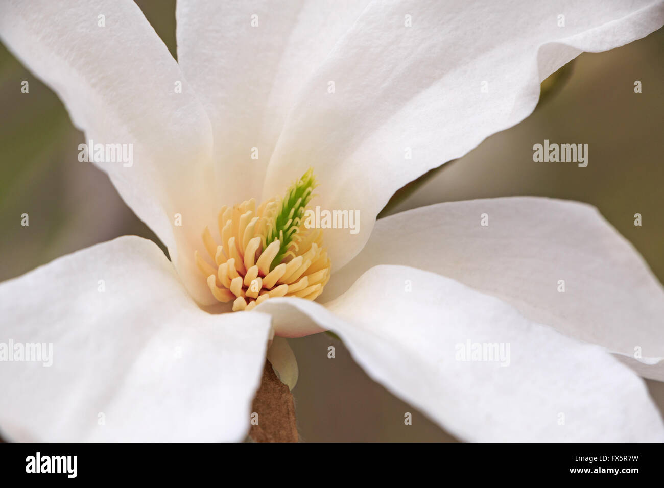 Nahaufnahme eines weißen Magnolie Baum Blüte Stockfoto
